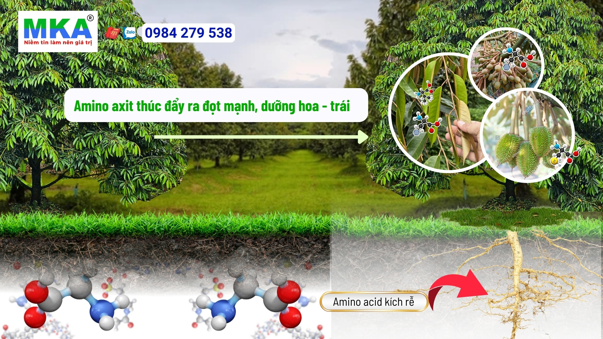 Phân bón amino axit có tác dụng gì?